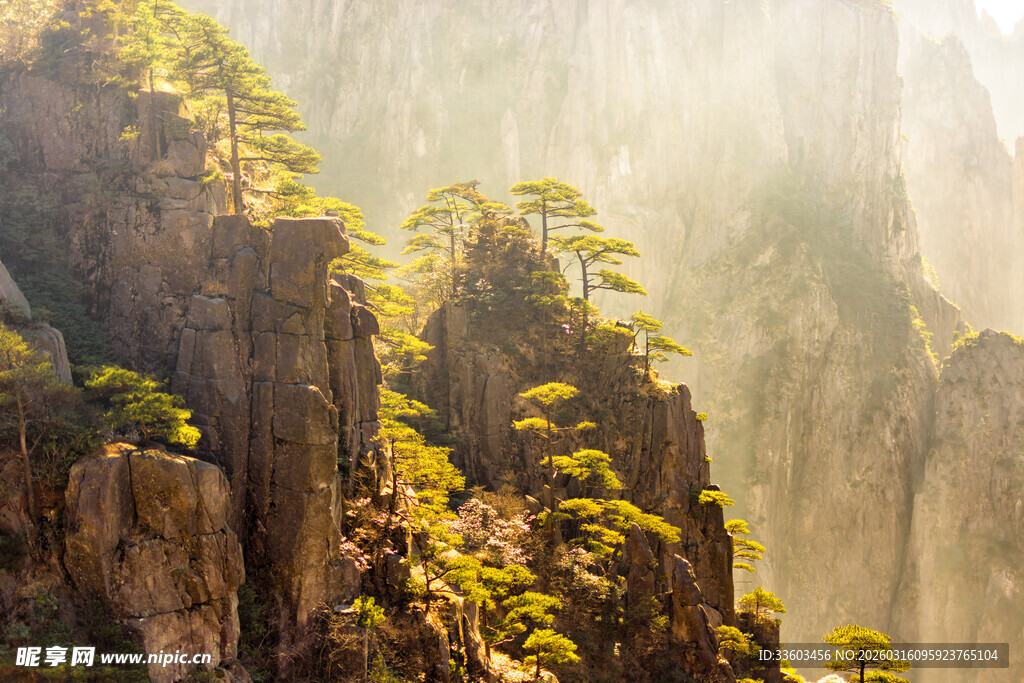 黄山奇峰沐浴金色晨光