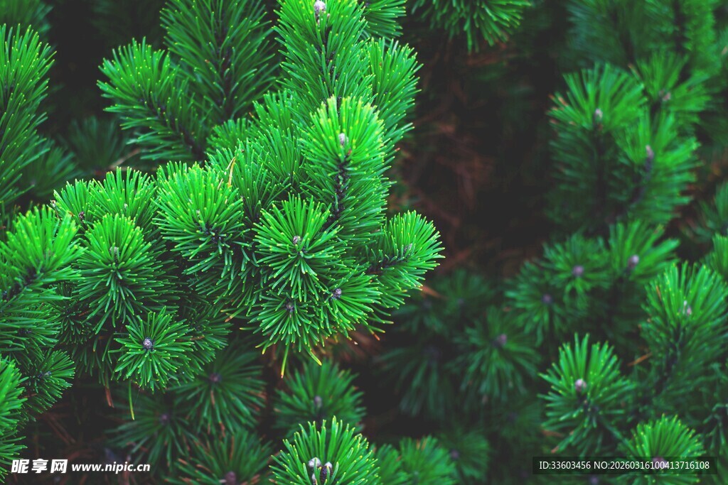 翠绿松针特写