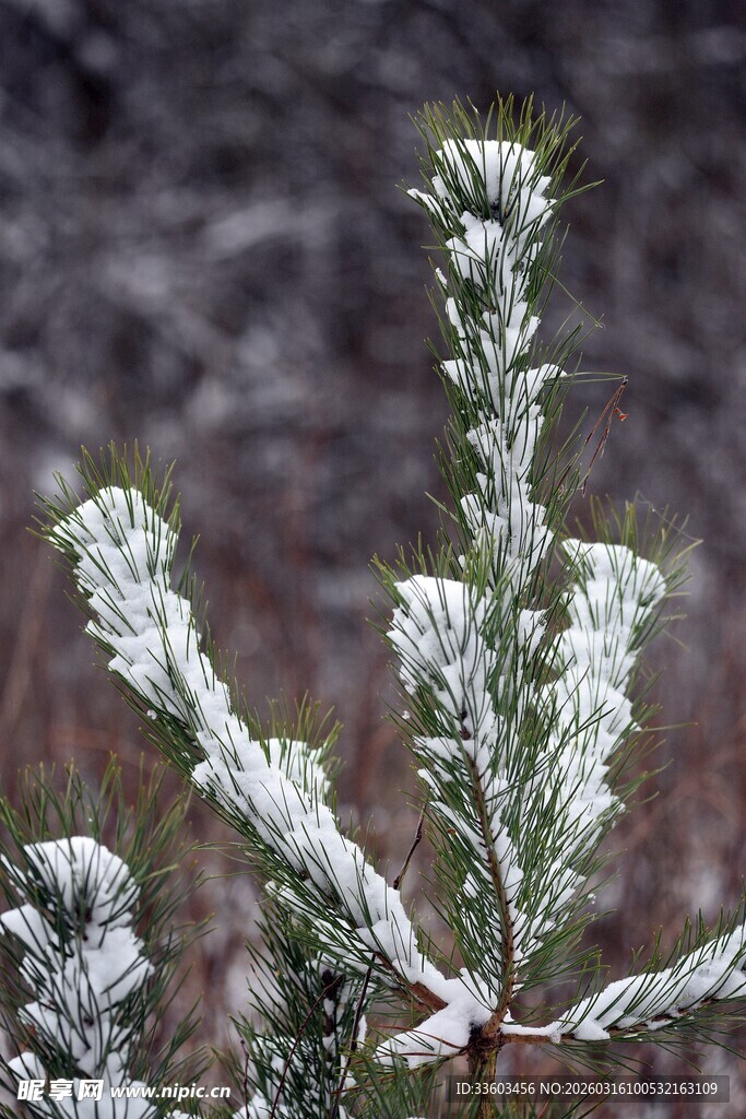 雪覆松枝