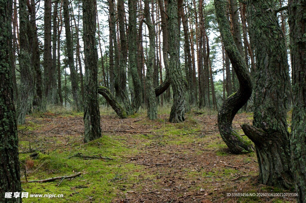 扭曲树林中的自然奇观