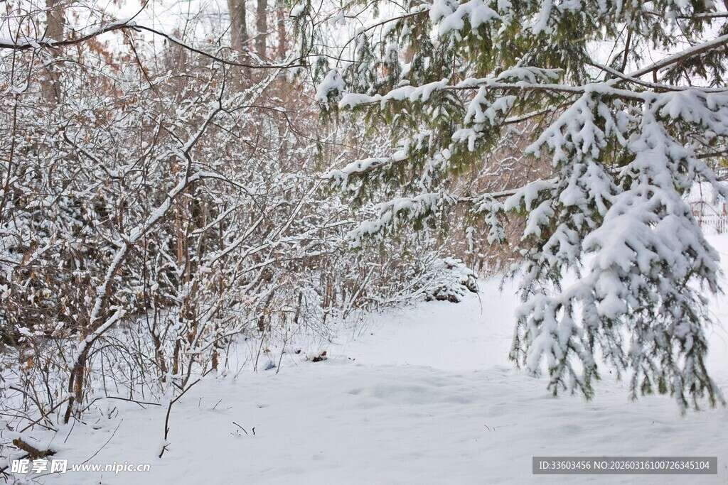 冬日雪覆树林小径景象