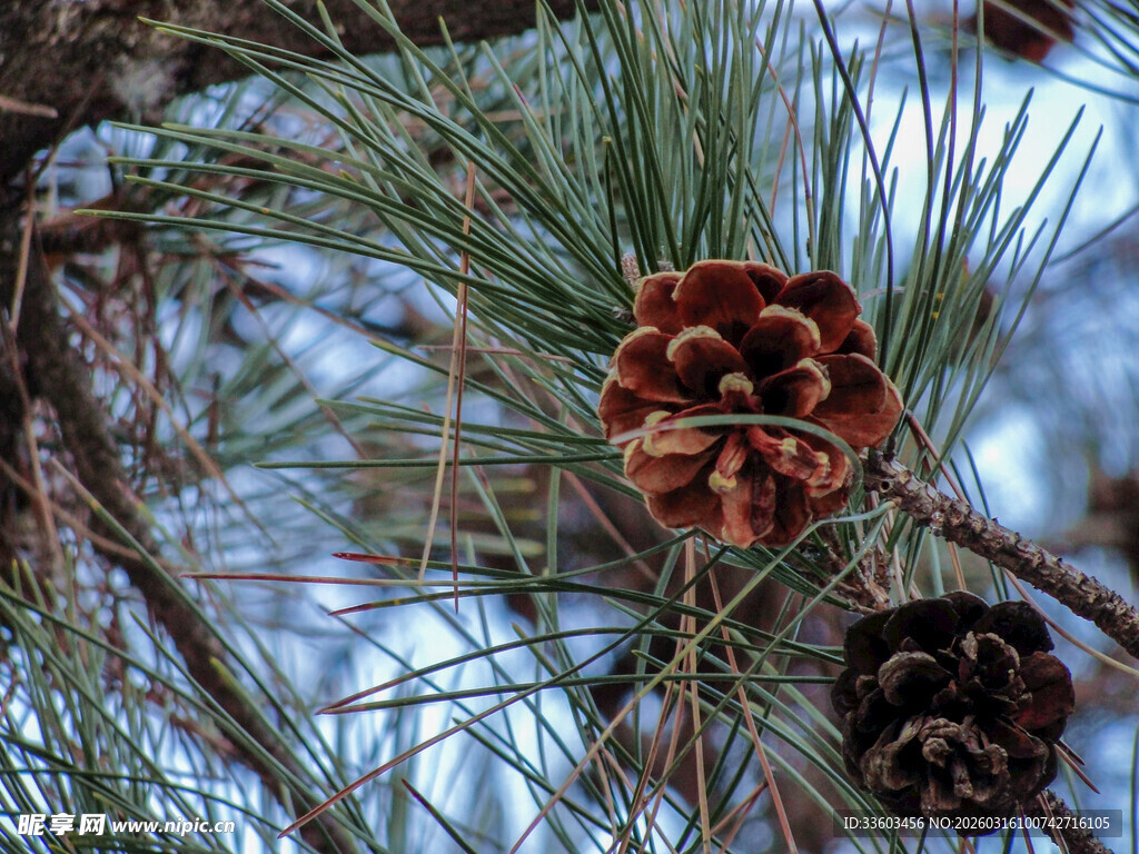 松枝上的松果