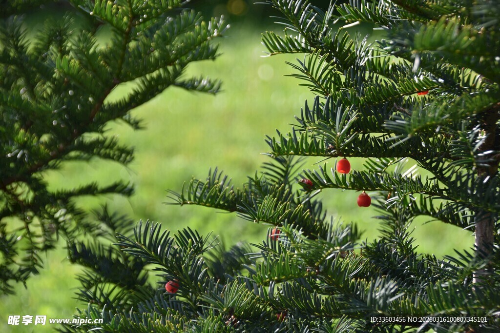 翠绿松枝上的红色果实