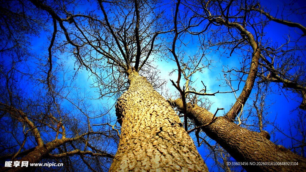 仰望光秃树干与蓝天