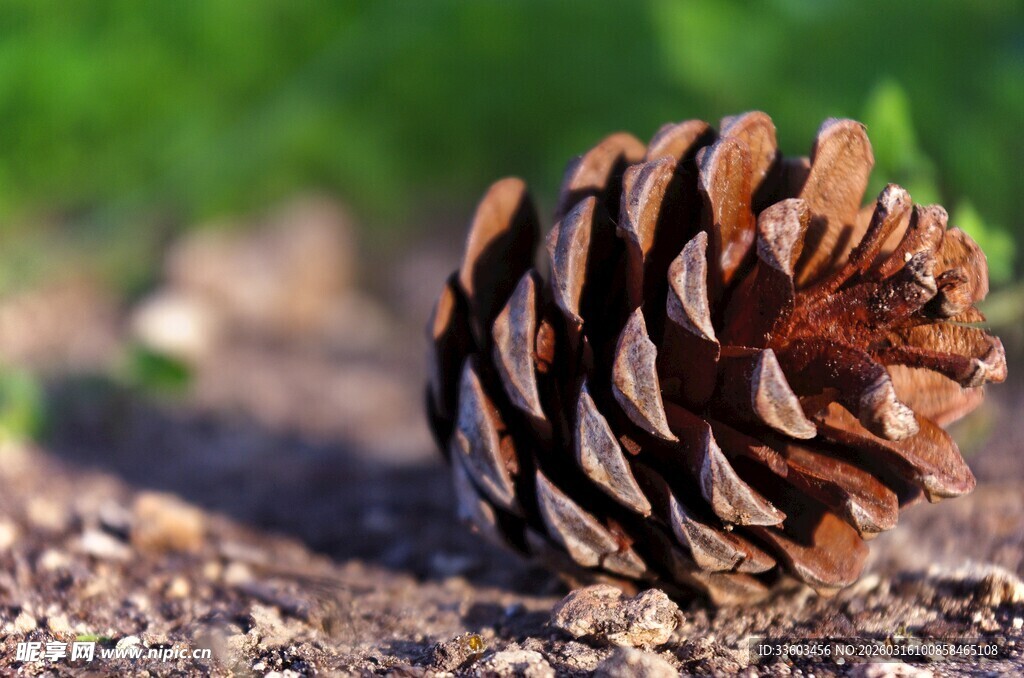 地面上的松果