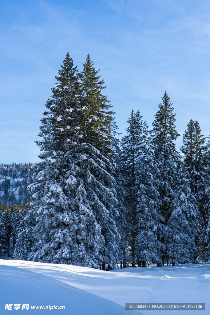 冬日雪覆松林美景