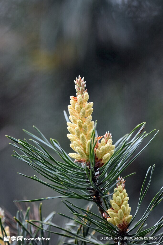松树的嫩黄花朵特写