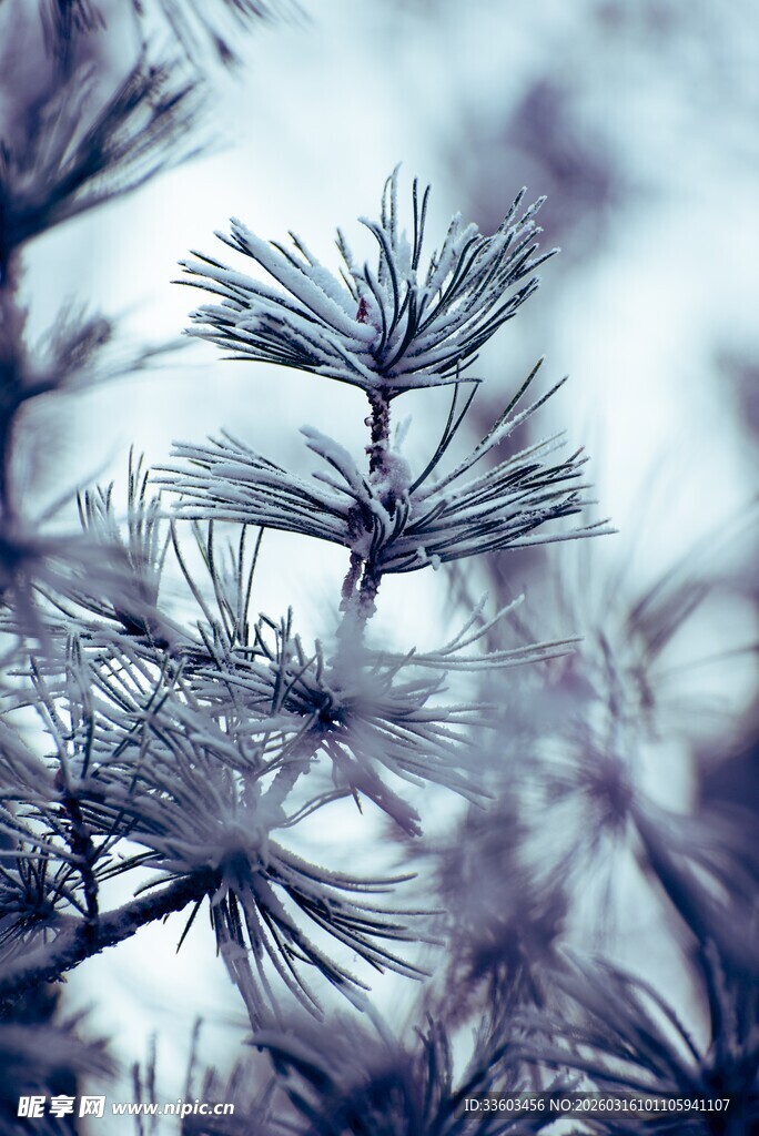 蓝调质感的松树枝条