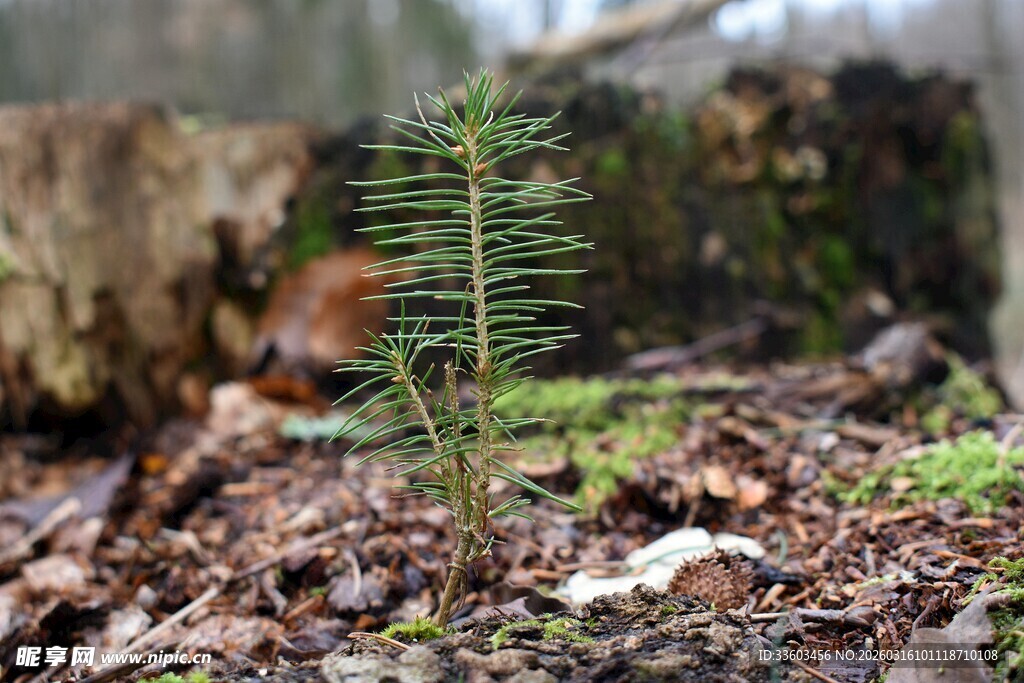 林中新生小杉树