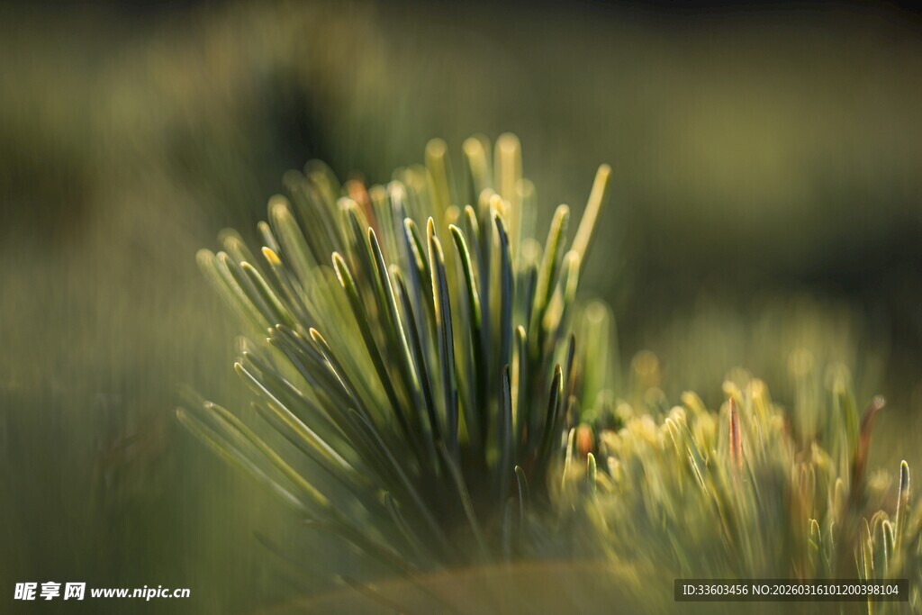 嫩绿松针的清新自然之美
