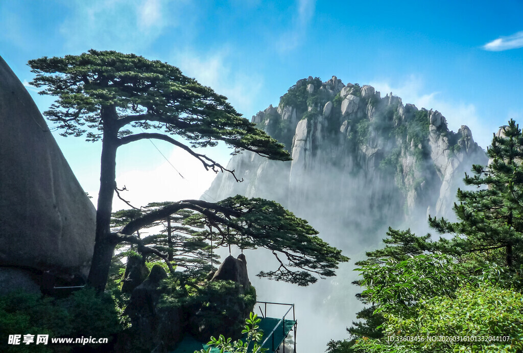 黄山奇松与云雾缭绕美景