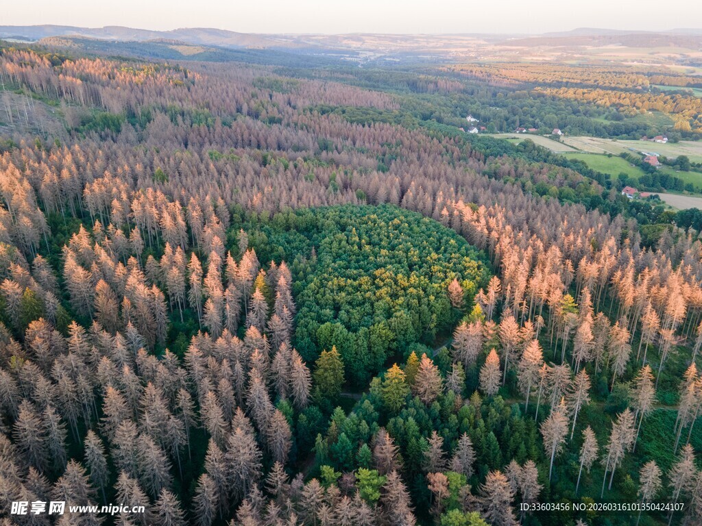 航拍壮丽森林景观