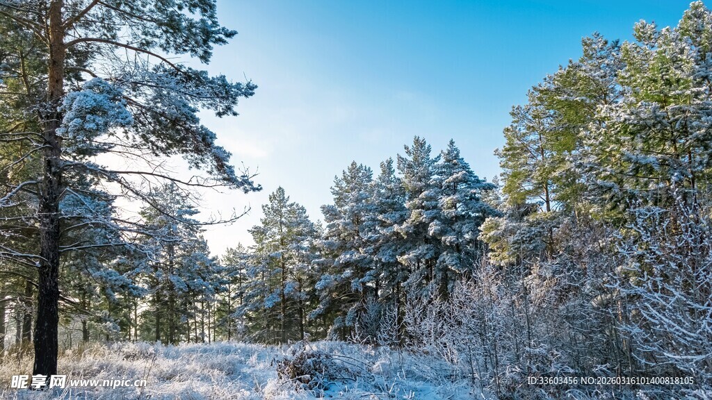 冬日雪覆松林美景