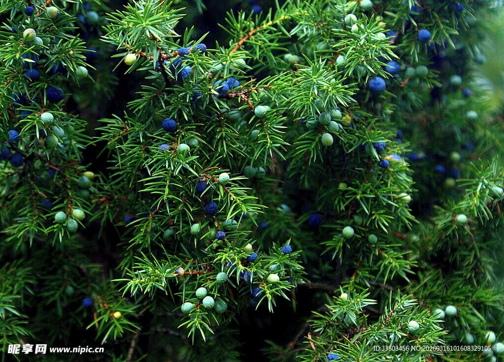 绿叶间的蓝果植物特写