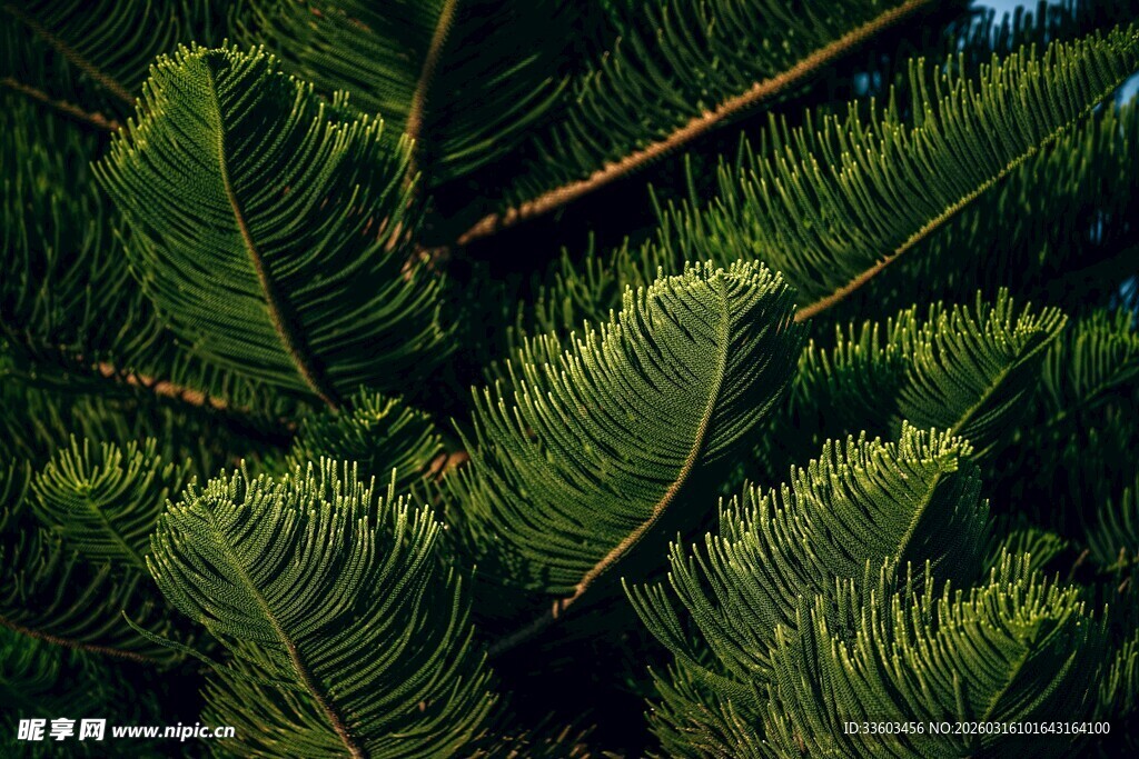 翠绿舒展的羽状叶片