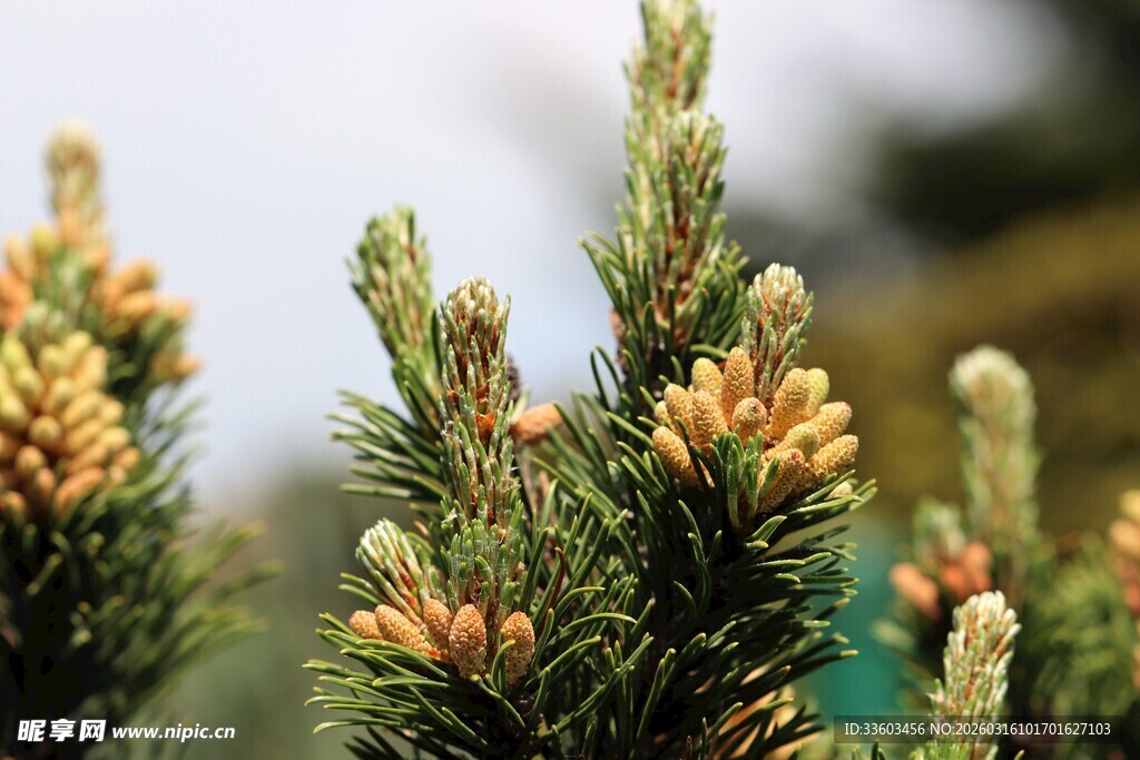 松树新枝与松果特写