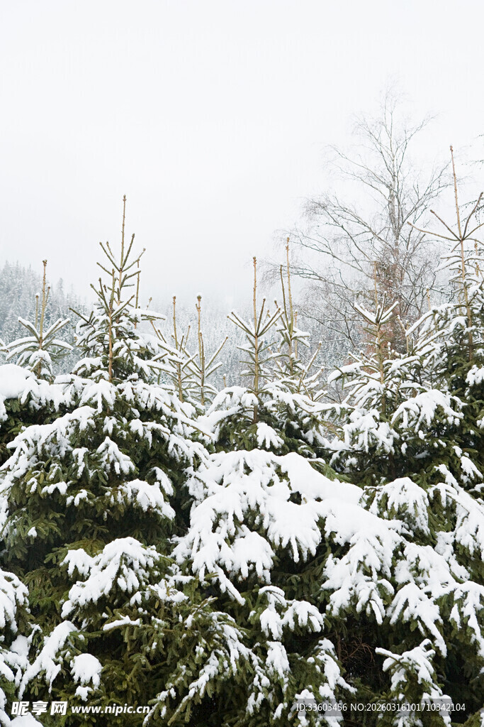 雪覆松树林景