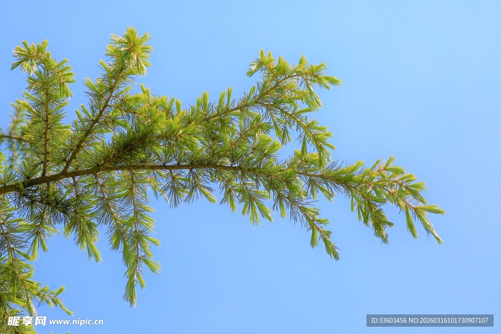 蓝天映衬下的翠绿树枝