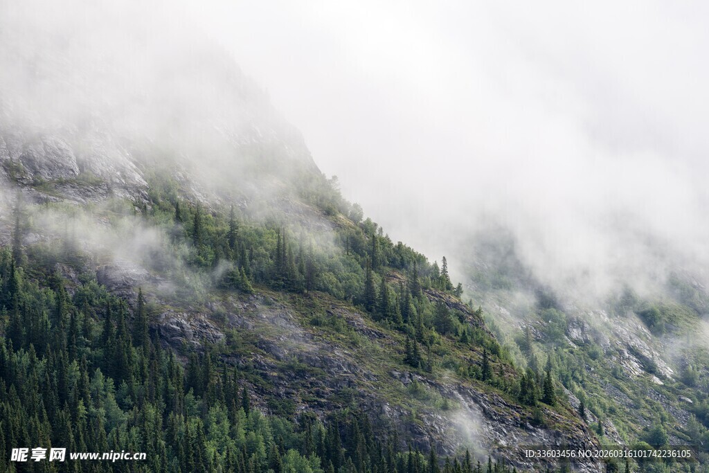 云雾缭绕的山林美景