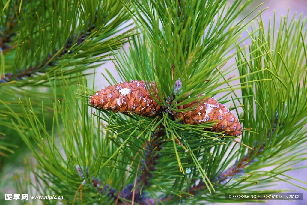 松枝上的两颗松果