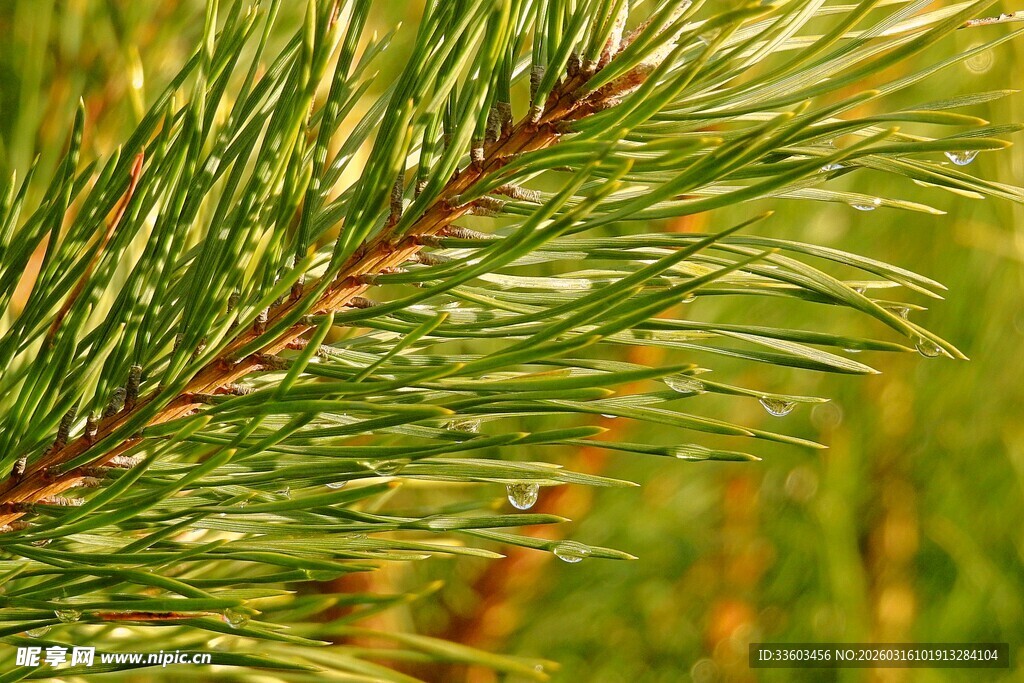 翠绿松针特写