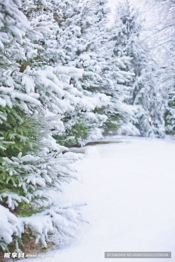 冬日雪景中的茂密雪覆树林