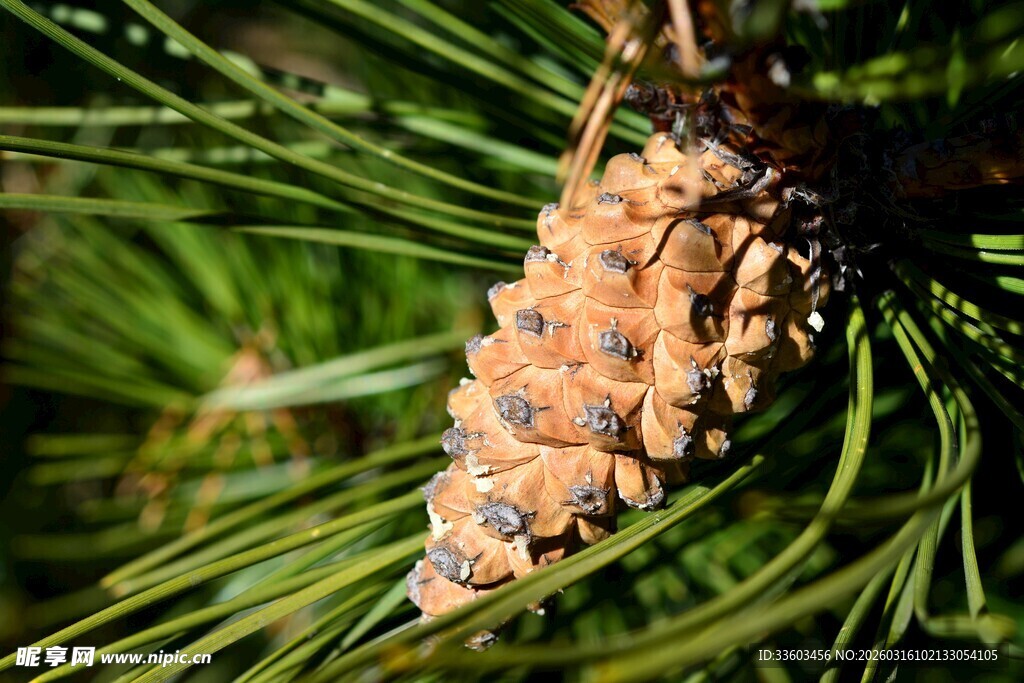 松枝上的松果