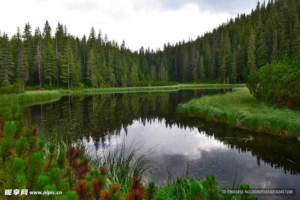 森林中的静谧湖泊
