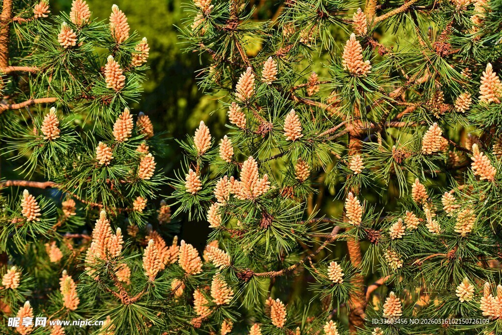 茂密的松果景观