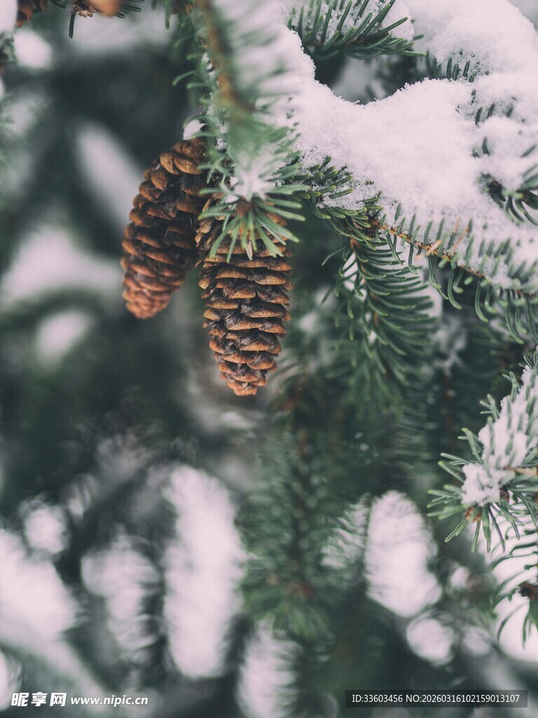 雪覆松枝上的两枚松果