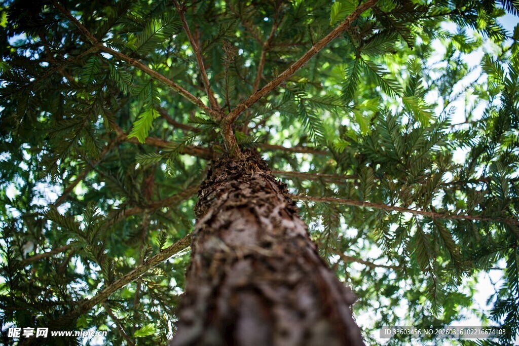 仰视参天大树