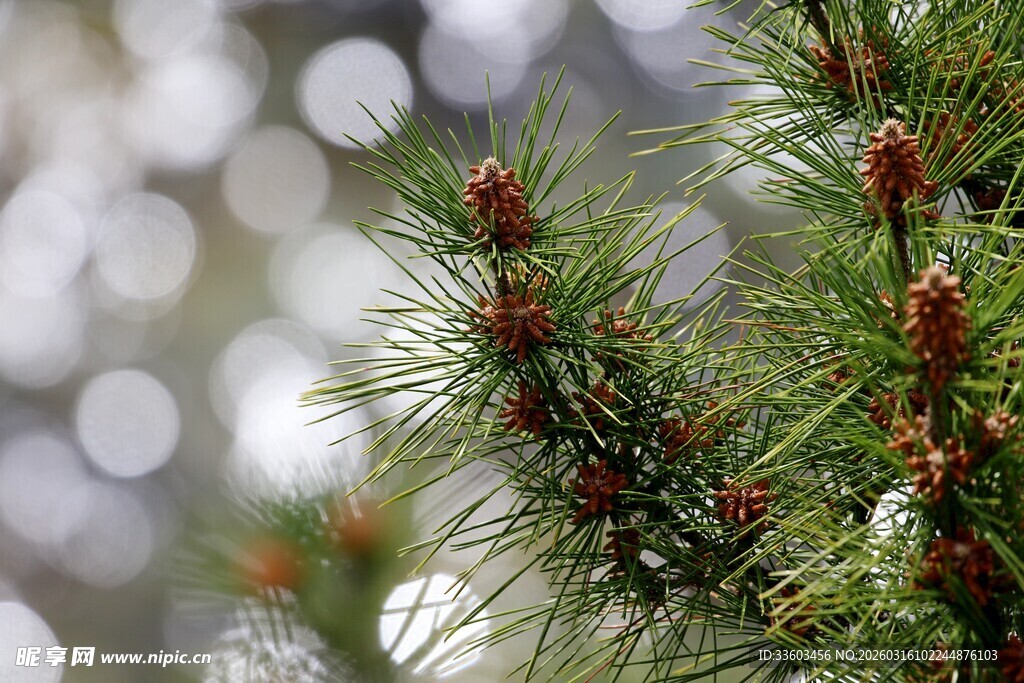 翠绿松枝上的红色松果