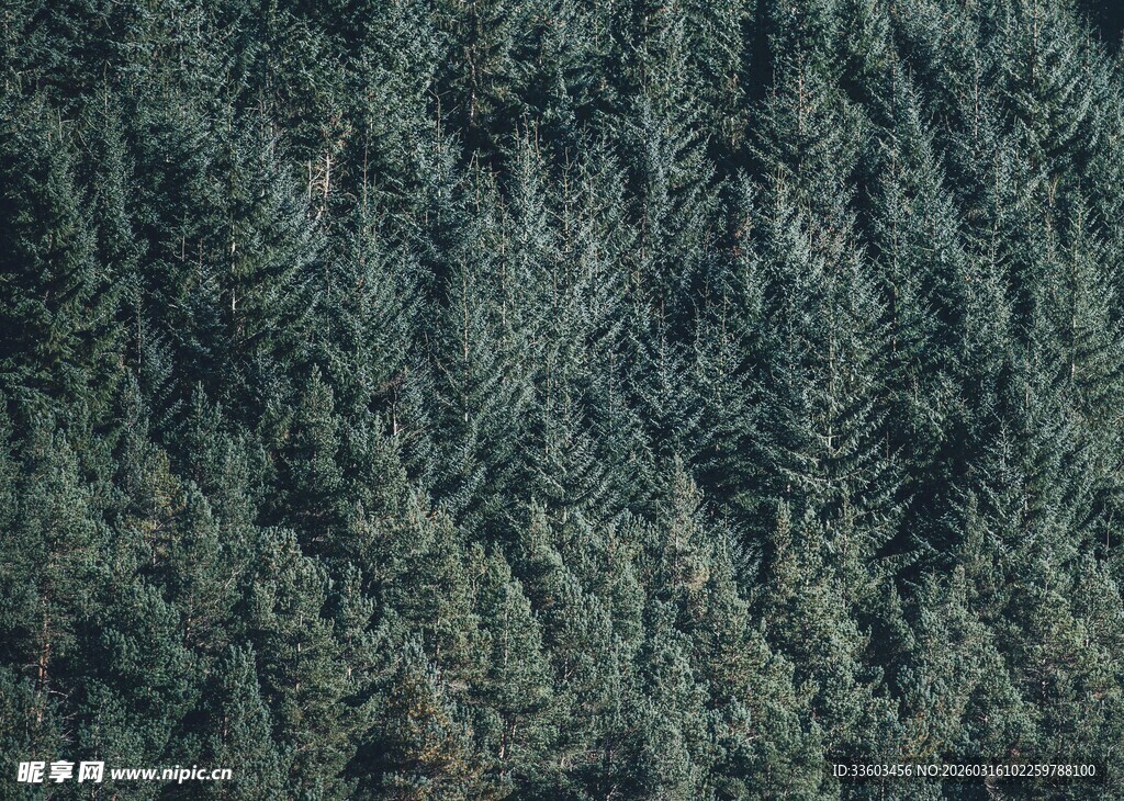 茂密森林鸟瞰图