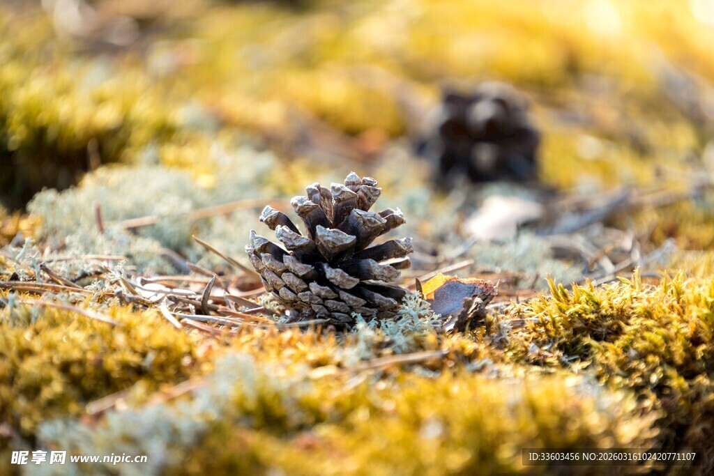 苔藓上的松果特写