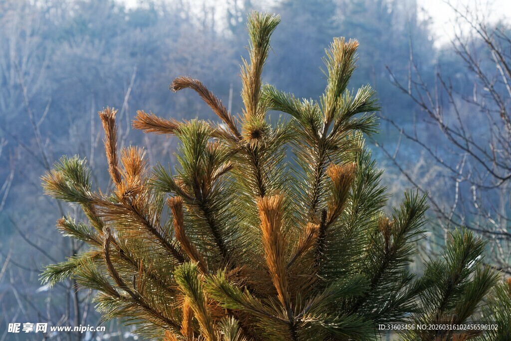 冬日阳光下的挺拔松枝