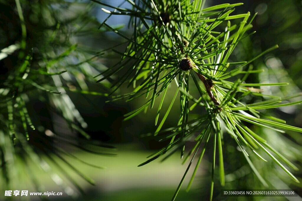 翠绿松针特写