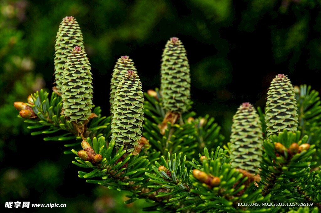 翠绿松塔生长在松枝上