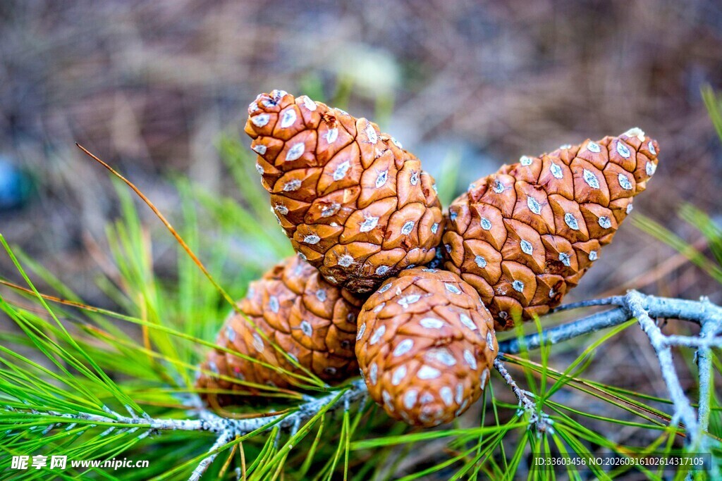 松塔置于翠绿松针之上