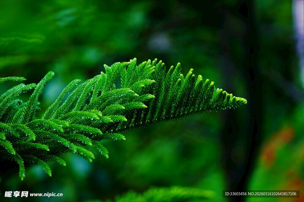 翠绿松针特写
