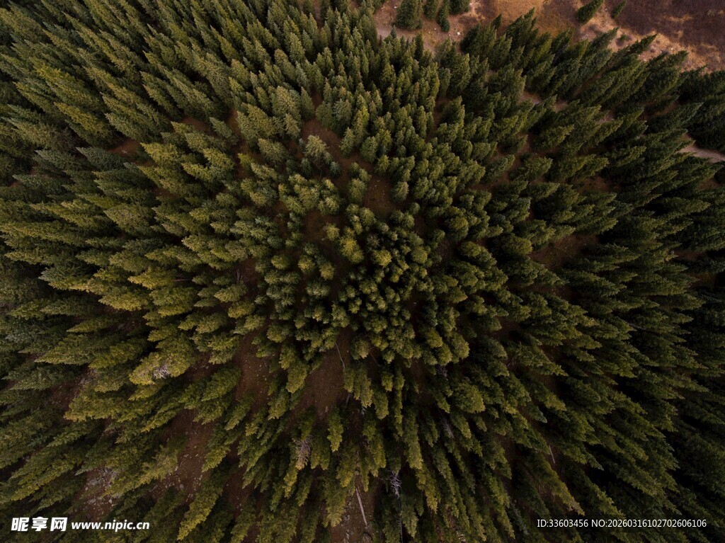 俯瞰茂密森林景观