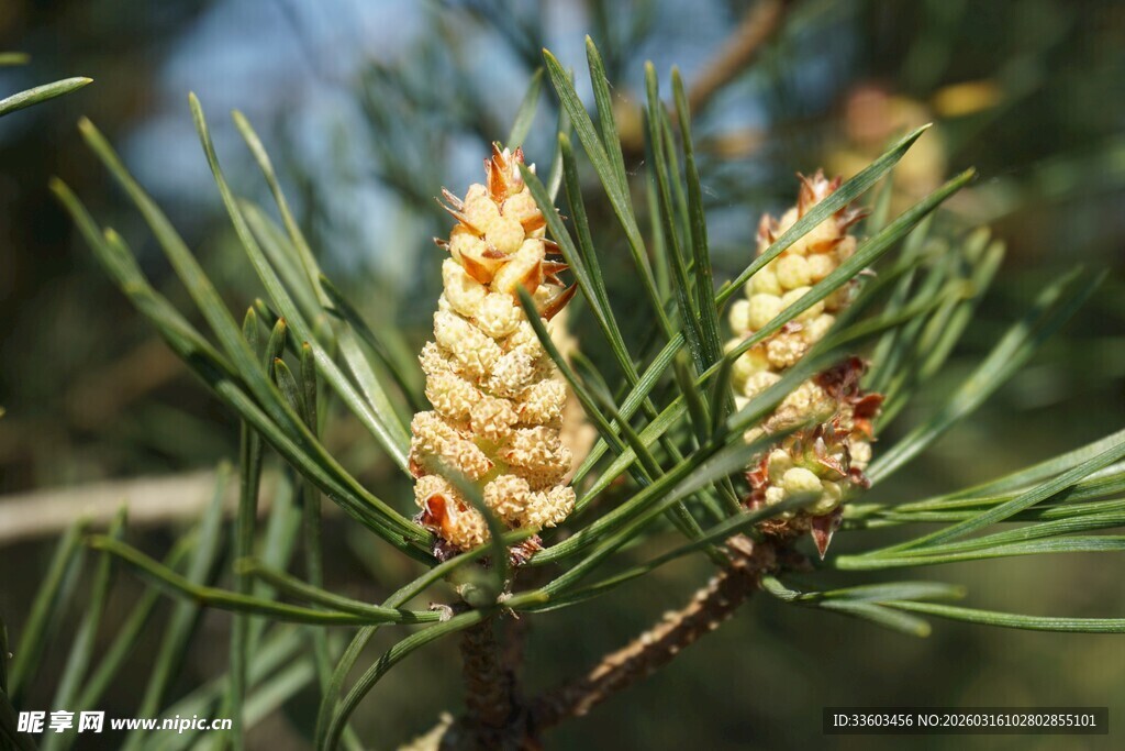 松树枝头的嫩松果