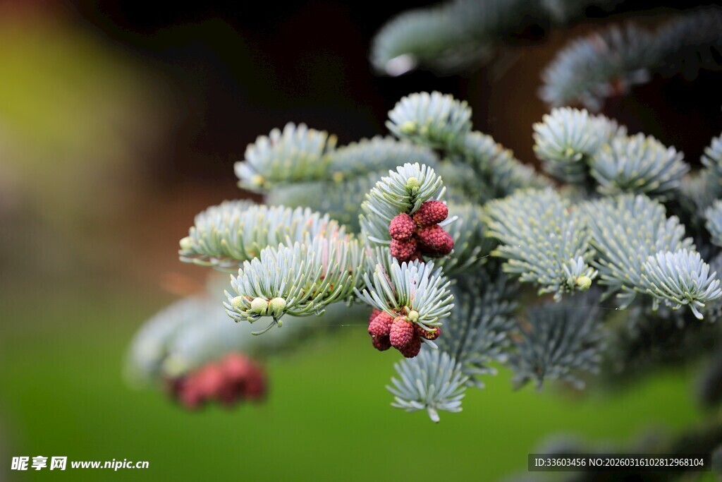 松枝上的红果与白霜