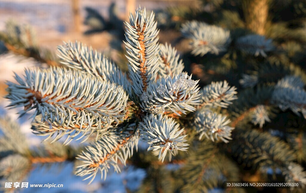 蓝绿色针叶特写