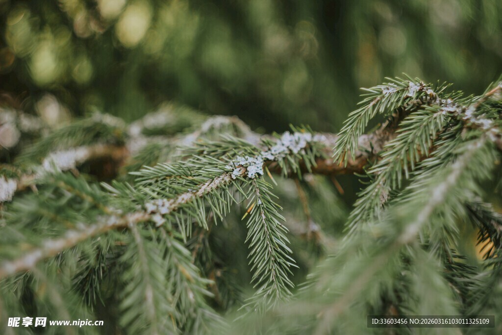 翠绿松枝特写