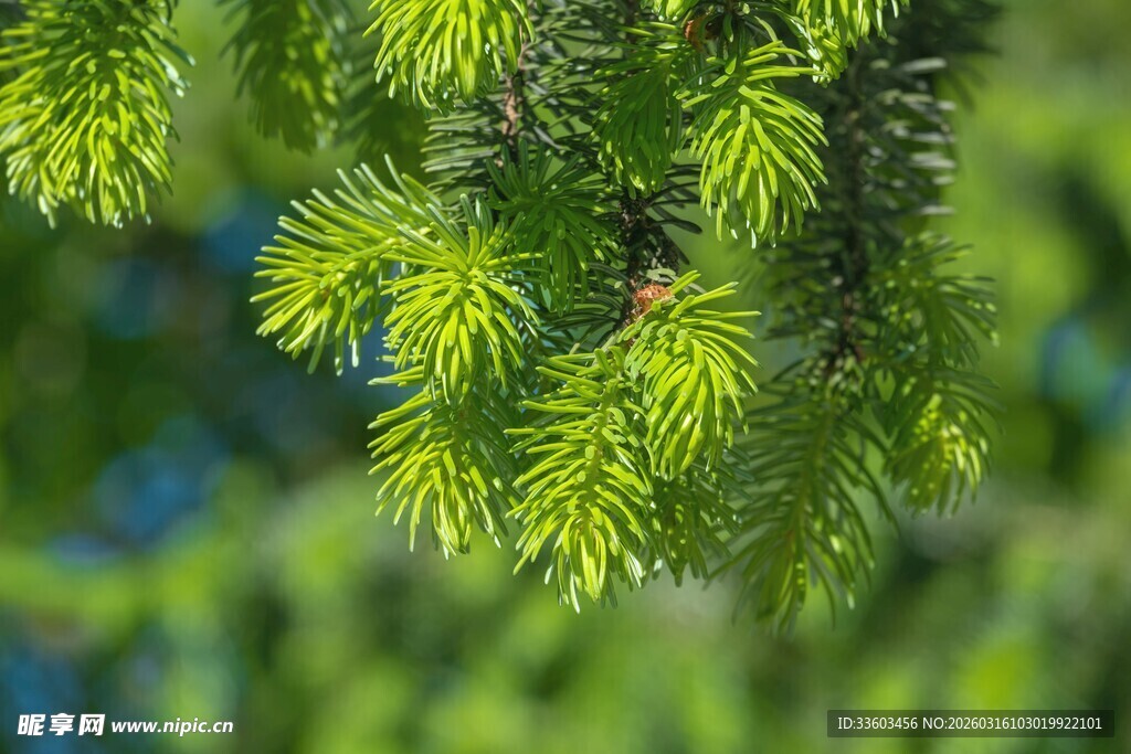 翠绿松针特写