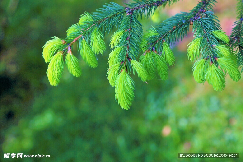 嫩绿松针特写