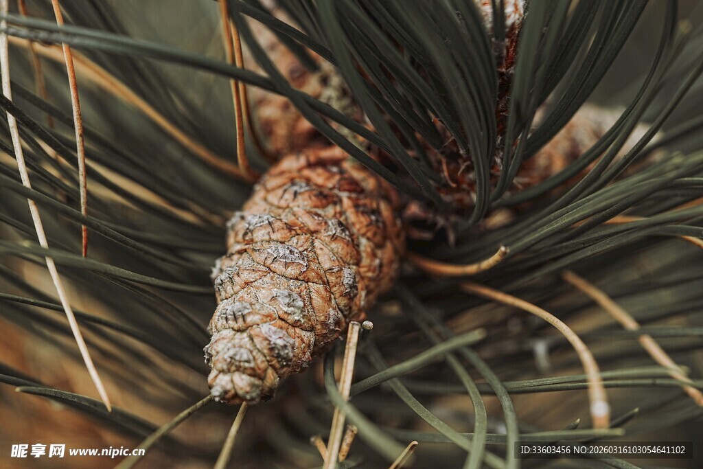 松枝上的锥形松果