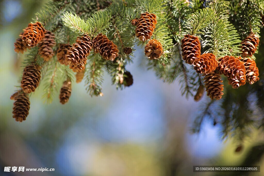 松枝上的多彩松果