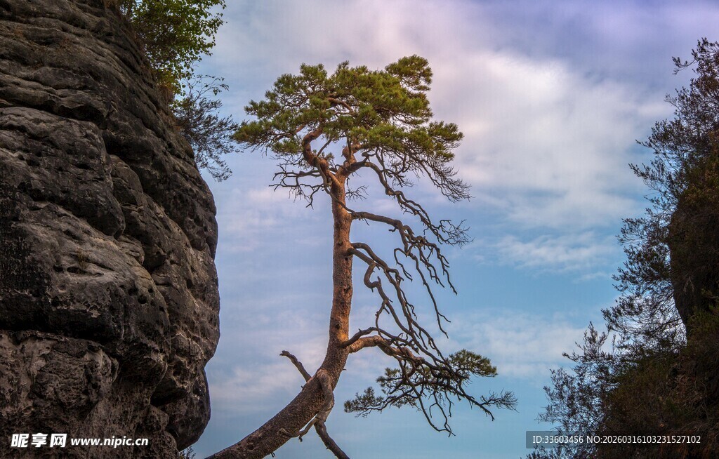 孤松傲立峭壁间
