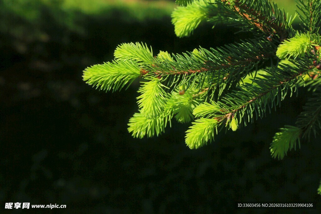 嫩绿松枝特写